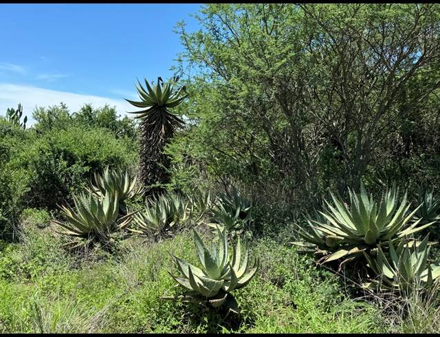 56HA FARM FOR SALE IN WEENEN